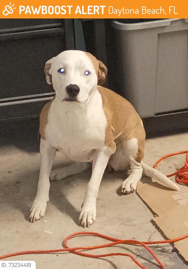 Found/Stray Female Dog last seen Near Big Tree RD, Daytona Beach, FL 32119