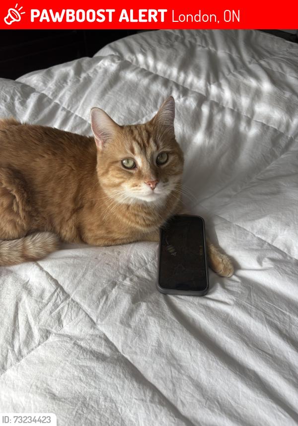 Lost Male Cat last seen Jack chambers public school, London, ON 