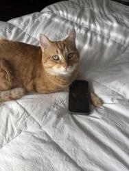 Lost Male Cat last seen Jack chambers public school, London, ON 
