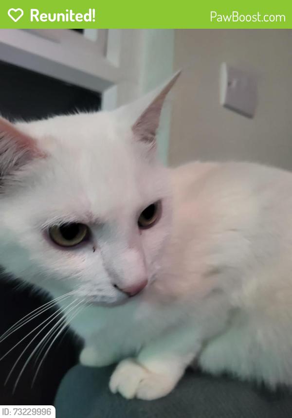 Reunited Male Cat last seen S41 7el, Derbyshire, England S41 7EL