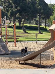 Found/Stray Unknown Dog last seen Silver wing recreation center park, 3737 Arey Dr, San Diego, San Diego, CA 92154