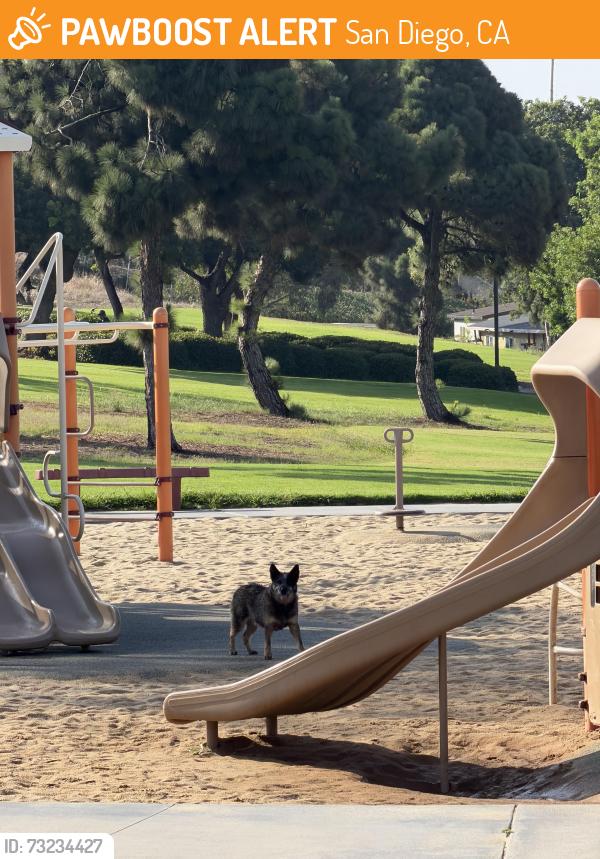 Found/Stray Unknown Dog last seen Silver wing recreation center park, 3737 Arey Dr, San Diego, San Diego, CA 92154
