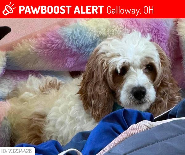Lost Female Dog last seen Rothchester & Denmoor, Galloway, OH 43119