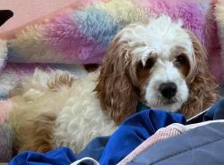 Lost Female Dog last seen Rothchester & Denmoor, Galloway, OH 43119