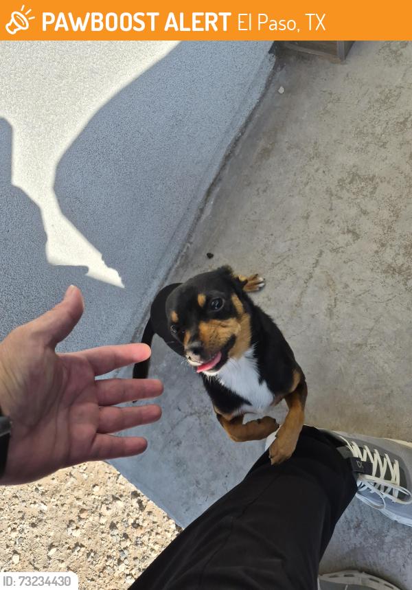 Found/Stray Unknown Dog last seen Vista Del sol and Pellicano, El Paso, TX 79928