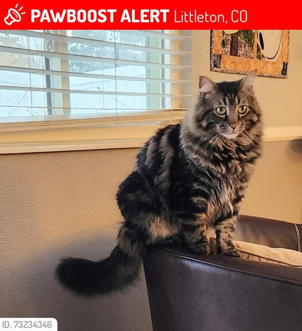 Lost Male Cat last seen Chatfield and Continental Divide Road, Littleton, CO 80127