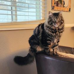 Lost Male Cat last seen Chatfield and Continental Divide Road, Littleton, CO 80127