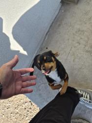 Found/Stray Unknown Dog last seen Vista Del sol and Pellicano, El Paso, TX 79928
