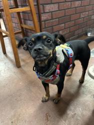 Found/Stray Male Dog last seen Viking and Easter, Las Vegas, NV 89119