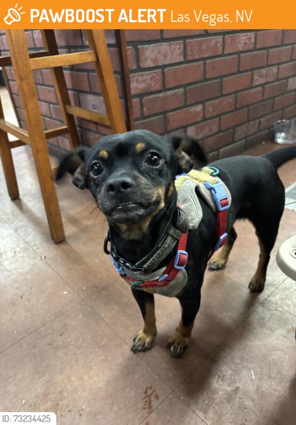Found/Stray Male Dog last seen Viking and Easter, Las Vegas, NV 89119
