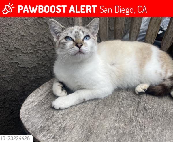 Lost Female Cat last seen Macaulay st & locust st, San Diego, CA 92106