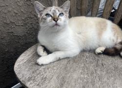 Lost Female Cat last seen Macaulay st & locust st, San Diego, CA 92106