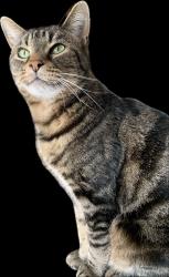 Reunited Male Cat last seen Willow Springs Ln and East Leadora Ave (at willow springs park), Glendora, CA 91741