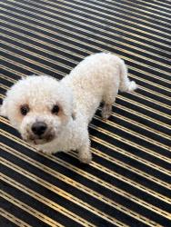Reunited Male Dog last seen Dug Gap Rd, Dalton, GA 30720