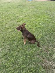 Found/Stray Male Dog last seen Somewhat near Little General in Threeway, Jackson, TN 38301