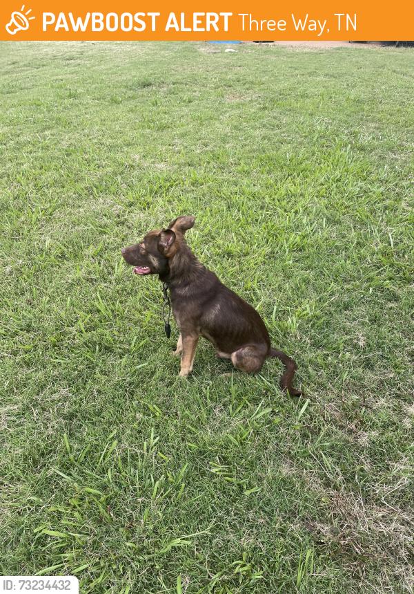 Found/Stray Male Dog last seen Somewhat near Little General in Threeway, Jackson, TN 38301