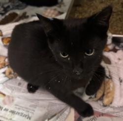 Shelter Stray Male Cat last seen Near North Indian Creek DR, Clarkston, GA, 30021, 30021, GA, 3280 Chamblee Dunwoody Rd, Chamblee, GA 30341, USA
