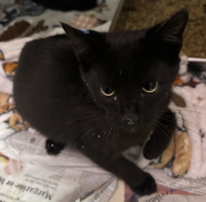 Shelter Stray Male Cat last seen Near North Indian Creek DR, Clarkston, GA, 30021, 30021, GA, 3280 Chamblee Dunwoody Rd, Chamblee, GA 30341, USA