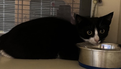 Shelter Stray Female Cat last seen Near North Indian Creek DR, Clarkston, GA, 30021, 30021, GA, 3280 Chamblee Dunwoody Rd, Chamblee, GA 30341, USA