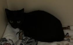 Shelter Stray Male Cat last seen Near North Indian Creek DR, Clarkston, GA, 30021, 30021, GA, 3280 Chamblee Dunwoody Rd, Chamblee, GA 30341, USA