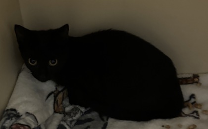 Shelter Stray Male Cat last seen Near North Indian Creek DR, Clarkston, GA, 30021, 30021, GA, 3280 Chamblee Dunwoody Rd, Chamblee, GA 30341, USA