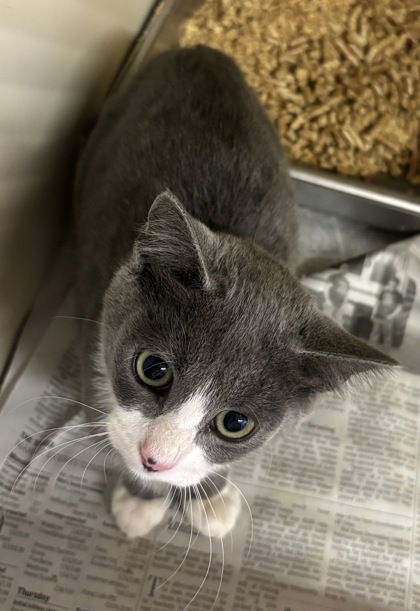 Shelter Stray Female Cat last seen Near North Indian Creek DR, Clarkston, GA, 30021, 30021, GA, 3280 Chamblee Dunwoody Rd, Chamblee, GA 30341, USA