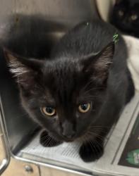 Shelter Stray Male Cat last seen Near Stephenson Rd, 30087, GA, 3280 Chamblee Dunwoody Rd, Chamblee, GA 30341, USA