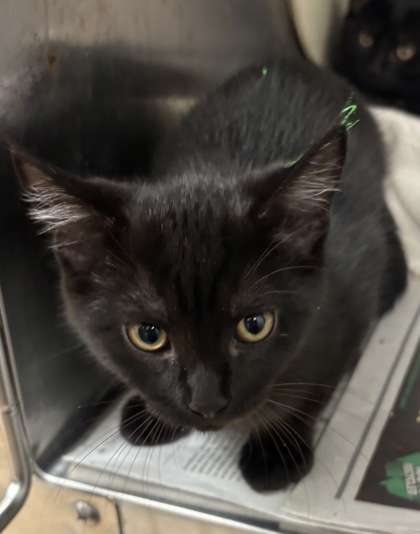 Shelter Stray Male Cat last seen Near Stephenson Rd, 30087, GA, 3280 Chamblee Dunwoody Rd, Chamblee, GA 30341, USA