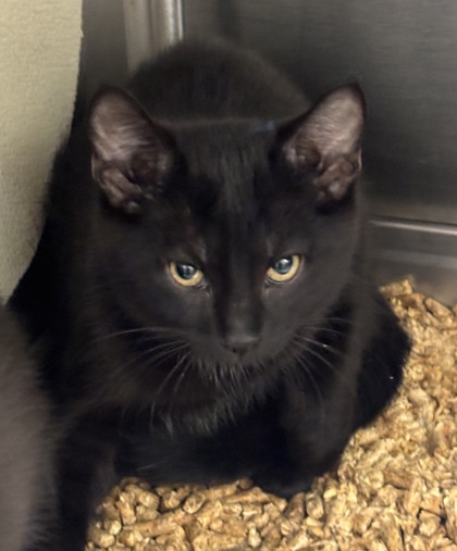 Shelter Stray Male Cat last seen Near Stephenson Rd, 30087, GA, 3280 Chamblee Dunwoody Rd, Chamblee, GA 30341, USA