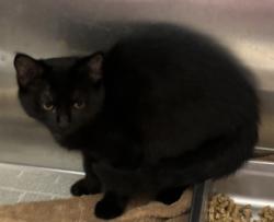 Shelter Stray Female Cat last seen Near Stephenson Rd, 30087, GA, 3280 Chamblee Dunwoody Rd, Chamblee, GA 30341, USA