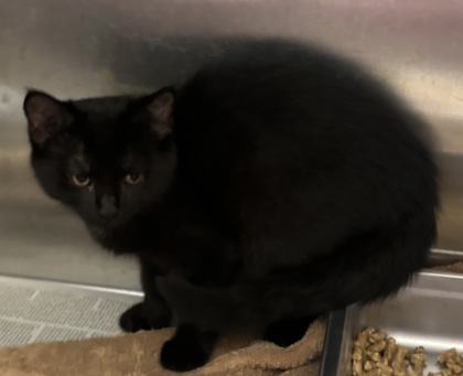 Shelter Stray Female Cat last seen Near Stephenson Rd, 30087, GA, 3280 Chamblee Dunwoody Rd, Chamblee, GA 30341, USA