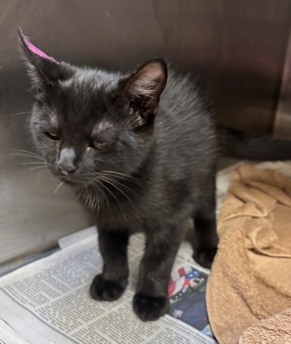 Shelter Stray Male Cat last seen Near Stephenson Rd, 30087, GA, 3280 Chamblee Dunwoody Rd, Chamblee, GA 30341, USA