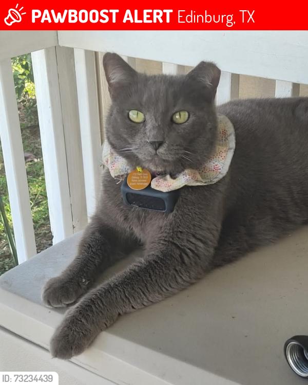 Lost Female Cat last seen Cats Stadium, Edinburg, TX 78539