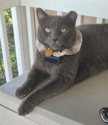Lost Female Cat last seen Cats Stadium, Edinburg, TX 78539