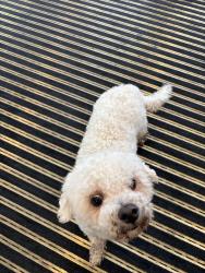 Reunited Unknown Dog last seen Dug Gap Rd, Dalton, GA 30720