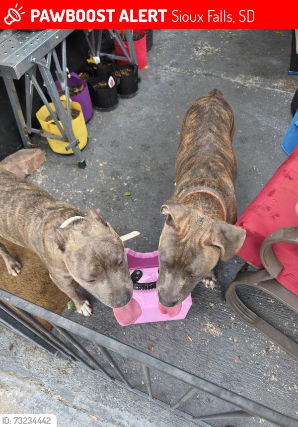 Lost Unknown Dog last seen 7th/trapp, Sioux Falls, SD 57104