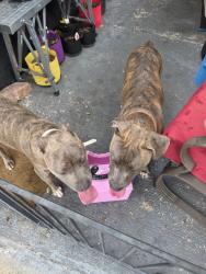 Lost Unknown Dog last seen 7th/trapp, Sioux Falls, SD 57104