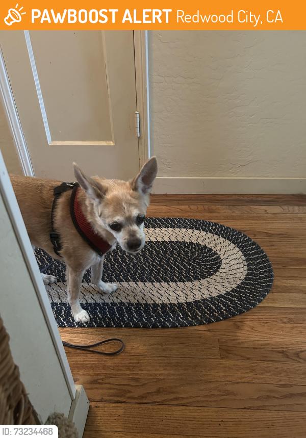 Found/Stray Female Dog last seen Alameda, Redwood City, CA 93239