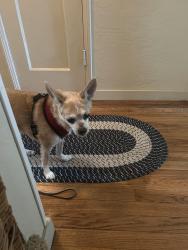Found/Stray Female Dog last seen Alameda, Redwood City, CA 93239