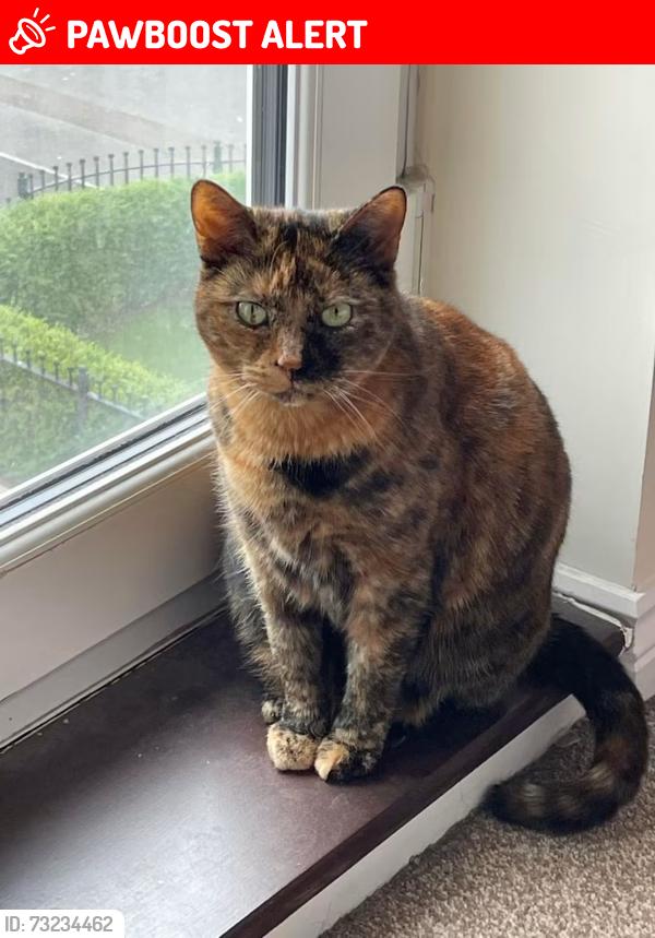 Lost Female Cat last seen Southend Distributor Rd, Newport, Wales NP19 4AL