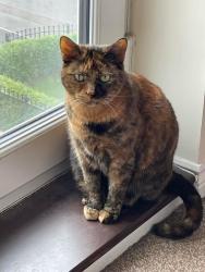 Lost Female Cat last seen Southend Distributor Rd, Newport, Wales NP19 4AL