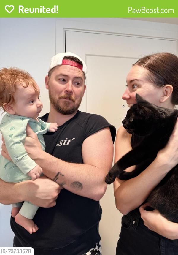 Reunited Male Cat last seen Near n Bronson Ave, Los Angeles, ca 90068, Los Angeles, CA 90068