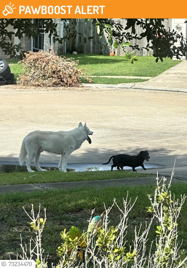 Found/Stray Male Dog last seen Sunrise meadows and peppermint st, Fort Bend County, TX 77469
