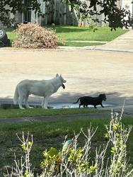 Found/Stray Male Dog last seen Sunrise meadows and peppermint st, Fort Bend County, TX 77469