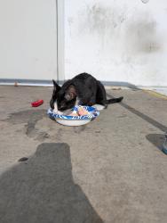 Found/Stray Male Cat last seen Near Randolph st, Commerce, CA 90040