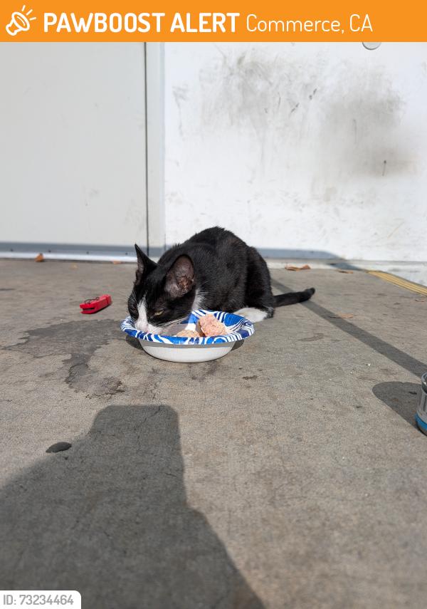 Found/Stray Male Cat last seen Near Randolph st, Commerce, CA 90040