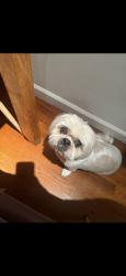 Reunited Female Dog last seen Franklin k lane highschool, Queens, NY 11421
