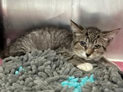 Shelter Stray Female Cat last seen Near Grand Concourse, BRONX, NY, 10453, 326 E 110th St, New York, NY 10029, USA