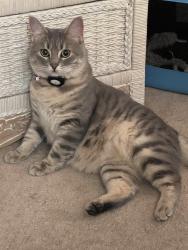 Lost Female Cat last seen SE Northshore Circle and Evergreen, Vancouver, WA 98683