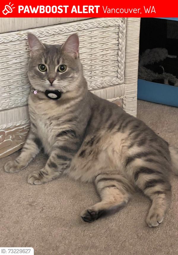 Lost Female Cat last seen SE Northshore Circle and Evergreen, Vancouver, WA 98683